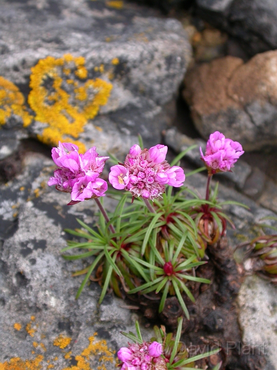 Thrift - A.jpg - Thrift - Somerset